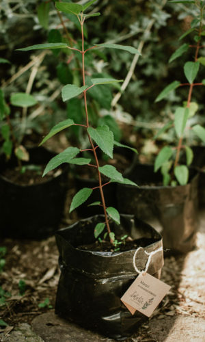 Aristotelia-chilensis-Maqui