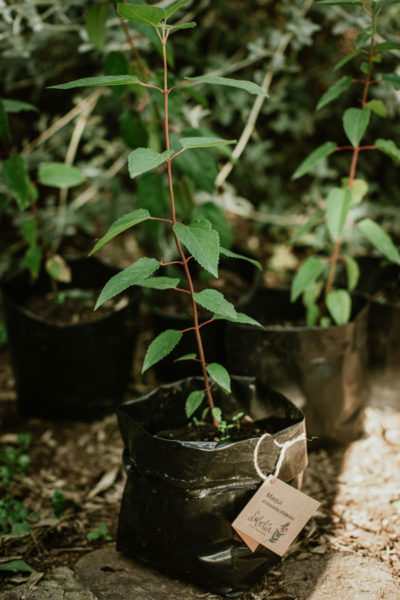 Aristotelia-chilensis-Maqui