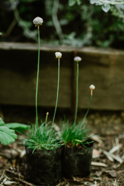 Armeria-maritima-Armeria