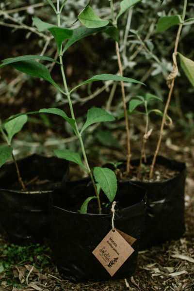 Buddleja-globosa-Matico