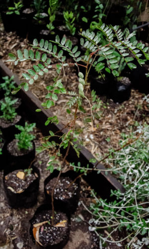 Caesalpinia-spinosa-Tara