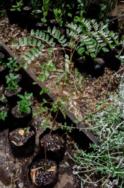 Caesalpinia-spinosa-Tara