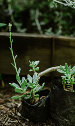 Cistanthe-laxiflora-Pata-de-guanaco