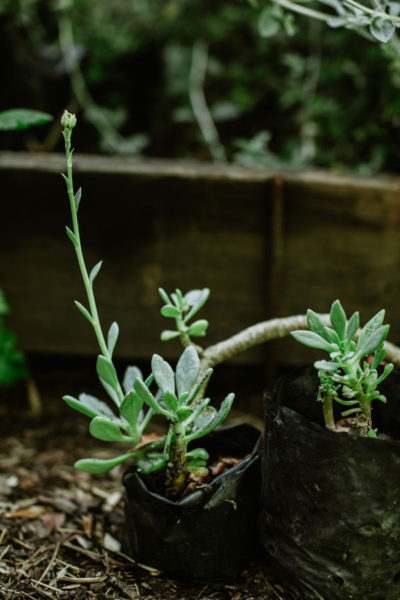 Cistanthe-laxiflora-Pata-de-guanaco