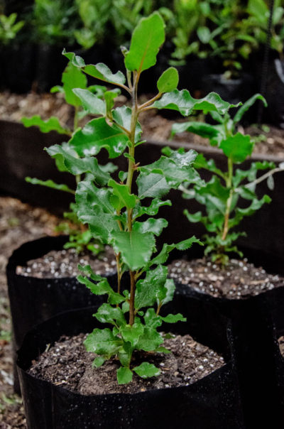 Escallonia-pulverulenta-Corontillo