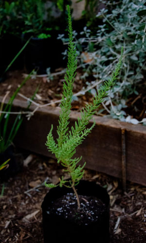 Fabiana-imbricata-Pichiromero