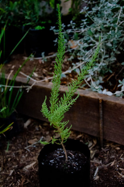 Fabiana-imbricata-Pichiromero