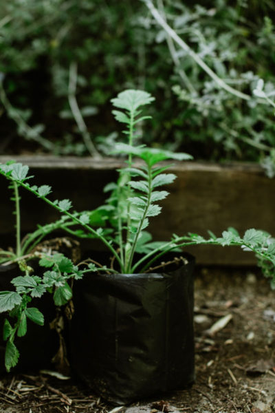 Geum-magellanicum-Llallante