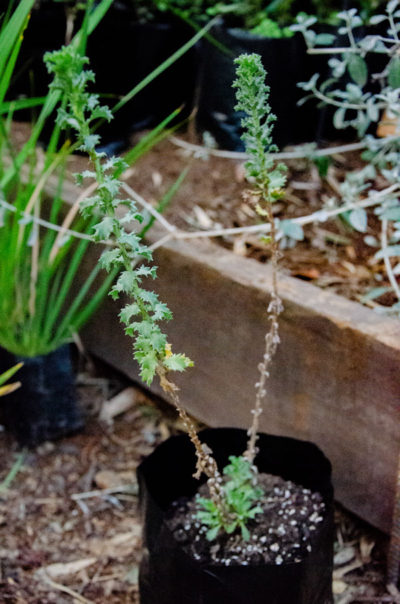 Haplopappus-foliosus-Cacho-de-cabra