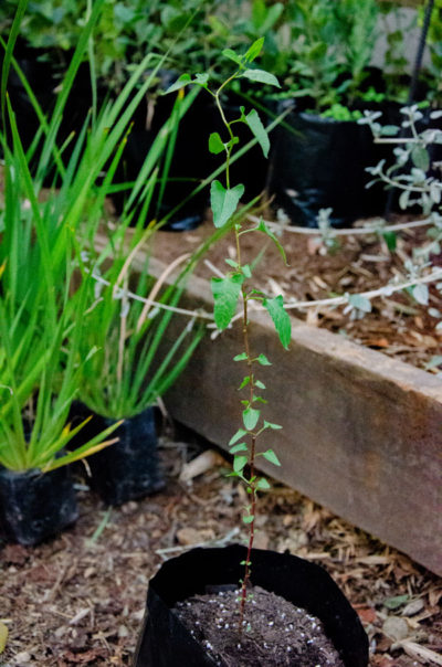 Muehlenbeckia-hastulata-Quilo