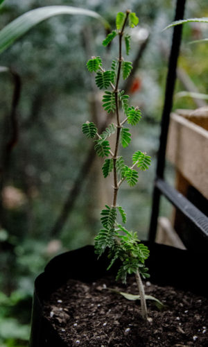 Porlieria-chilensis-Guayacán