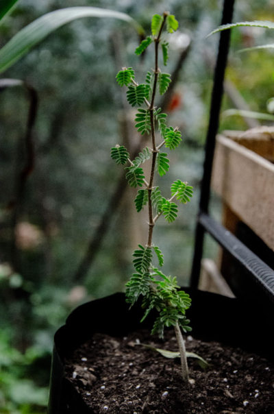 Porlieria-chilensis-Guayacán