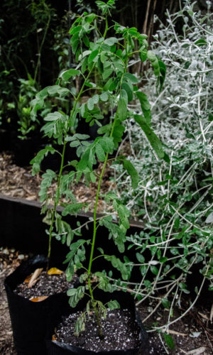 Senna-candolleana-Quebracho