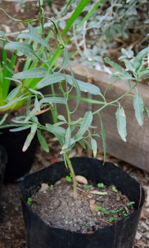 Solanum-crispum-Natre