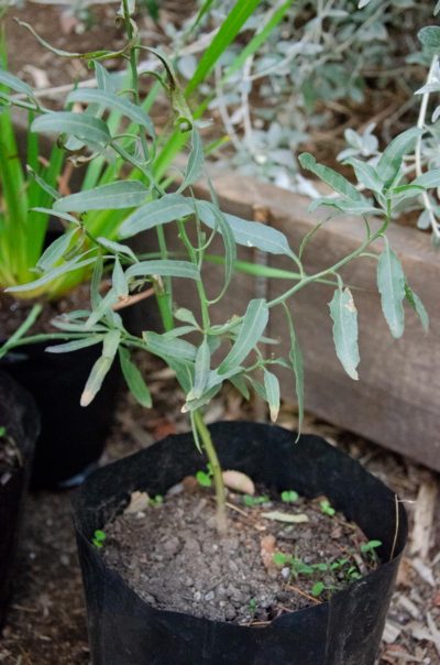 Solanum-crispum-Natre