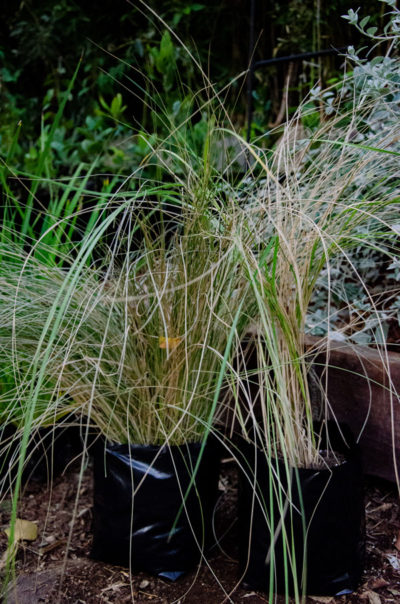 Stipa-caudata-Stipa